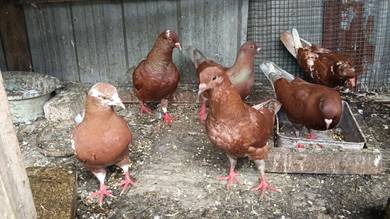 burung merpati 