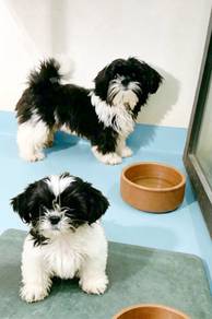 Shihtzu Puppies can negotiate Ipoh