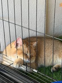 Golden British Shorthair