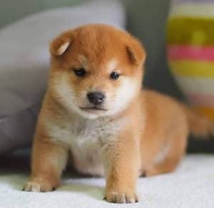 N4597 Irresistible Shiba Inu Little Fox Puppy Baby