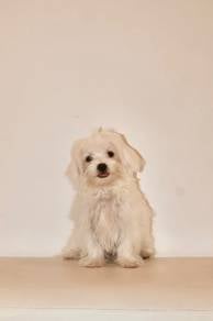 J0738 Maltese charm, precious puppy