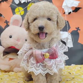 Poodle