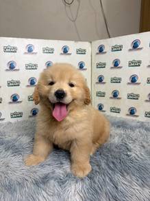 Golden retriver puppy