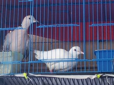 Tekukur Jawa & Merpati Kg