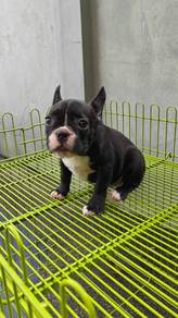 G3000 French Bulldog black brindle haired puppy
