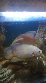ikan oscar/oskar