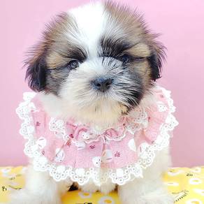 Shih Tzu