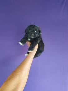 Pure Breed Toy Poodle (M) 纯种黑色玩具贵宾 男生