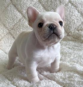 French BullDOG