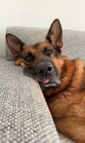 German shepherd