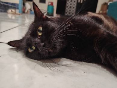 pregnant cat 