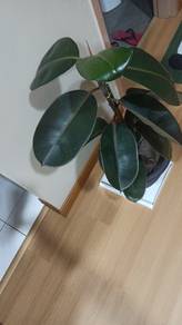Rubber Plant for sale