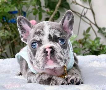 FRENCH BULLDOG PUPPIES S238 🌻 Premium Quality