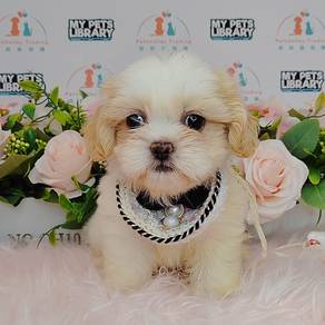 ShihTzu