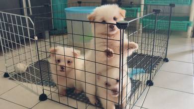 mix puppy