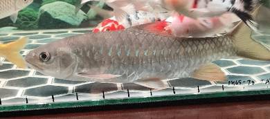 Kelah merah kenyir 8inci n tengas 10 inci