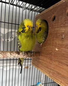 English Budgie