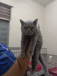 Bsh male