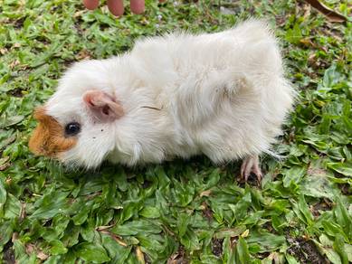 Abyssinian Guinea Pig (urgent sale)