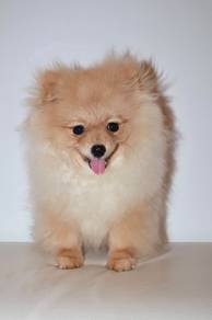 J0674 Pomeranian Pretty Full Mane Baby Puppy