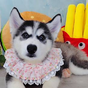Husky