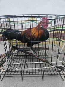 Ayam hutan laman
