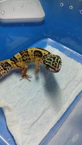 Leopard Gecko 