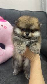 Sable Orange Female Pomeranian Puppy