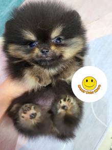 PP1000 Pomeranian black tan haired puppy