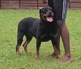 Rottweiler