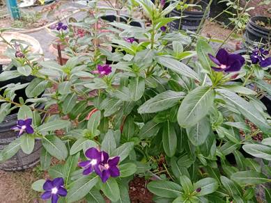 Dark Purple vinca seeds 10