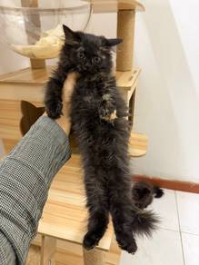 persian kitten
