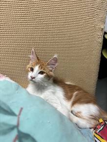 Mainecoon