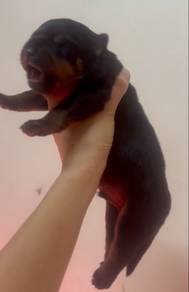 Rottweilers