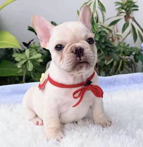 FRENCH BULLDOG PUPPIES VIP236🌻Cute & Healthy Boy