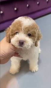 cute Maltipoo
