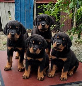 Rottweiler puppy