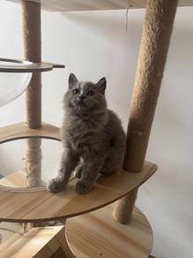 Blh mix Bsh Kittens