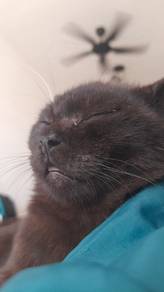 Black BSH Cat
