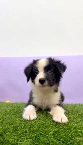 Border collie mka certificate