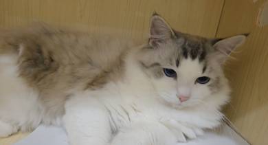ragdoll 