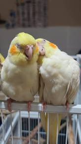 cockatiel lutino