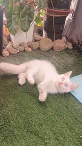 Blue eyes kitten