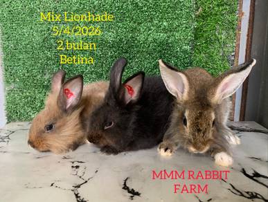 Mix Lionhade