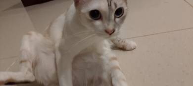 Kucing betina rumah untuk di let go