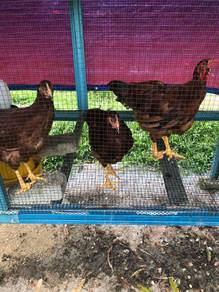 Jual Ayam Baka Telur & Daging RIR dan Penelur LB