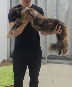 Pure Maincoon Betina /female (NON-CERT)