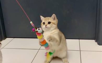 BSH golden tabby cat kitten kucing rehome