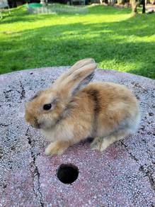 Rabbit Lionhead orange 🐰🐰🐰