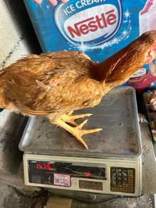 ayam kg